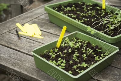 sowing seeds
