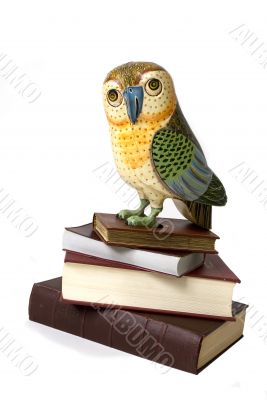 owl