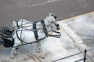 Pair of Horses