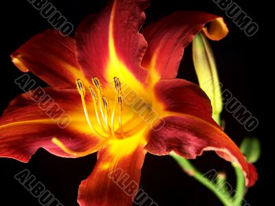 Daylily On A Black Background 3