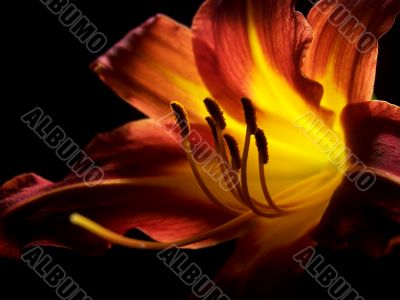 Daylily On A Black Background 2