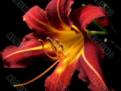 Daylily On A Black Background 1