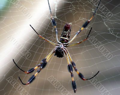 Close Up Of A Garden Spider