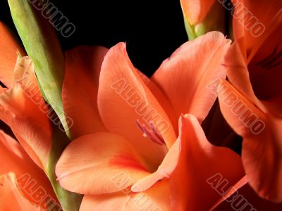 Peach Colored Gladolia Blossoms