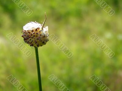 Single Wild Onion Bud In A Field