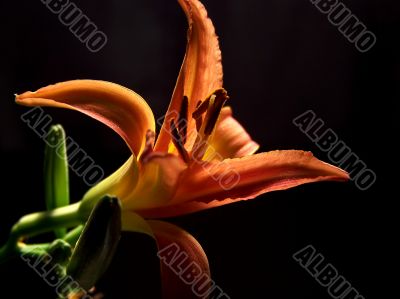 Day Lily Opening