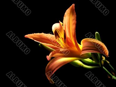 Day Lily Opening