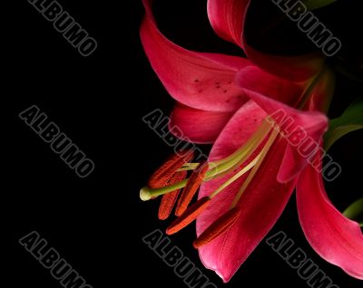 Stargazer Lily