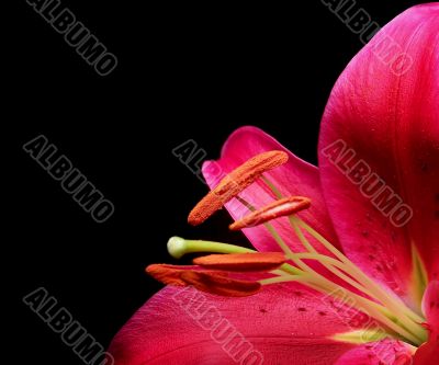 Stargazer Lily