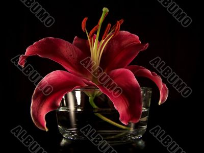 Stargazer Lily