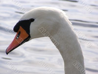 portrait of swan