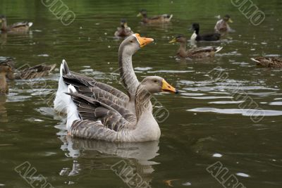 Geese and ducks.