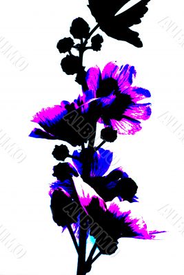 Hollyhock, a little different.