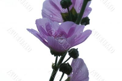 Isolated hollyhock in pink.