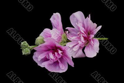 Isolated pink hollyhock.
