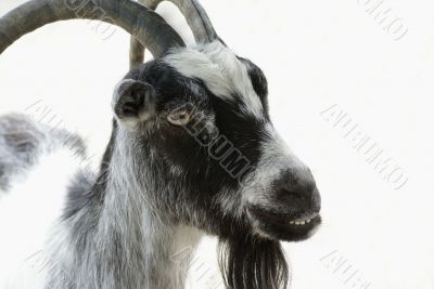 Isolated goat.