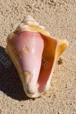 Sea Conch