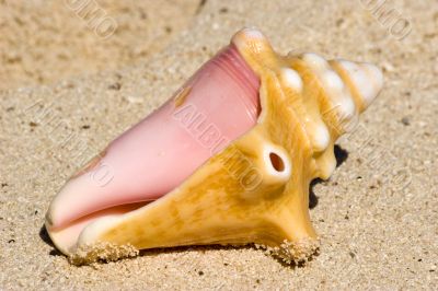 Sea Conch