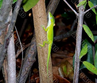 Small Green Lizard On A Tree