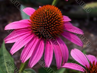 Close Up Of A Purple Coneflower
