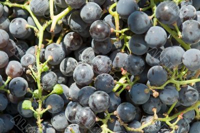 grapes