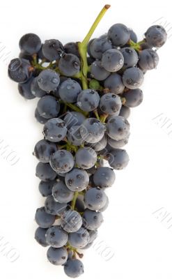 blue grape
