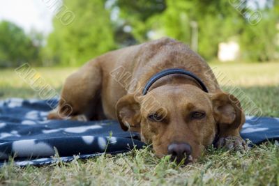 dog outdoor
