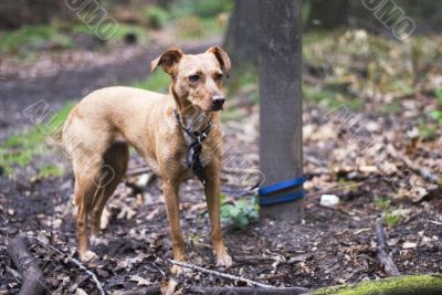 bounded dog