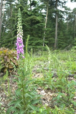 foxgloves in the forest
