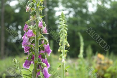 Foxglove