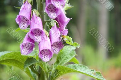 foxglove