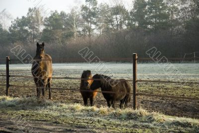 Horses in the morning