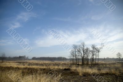 Landscape in springtime
