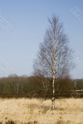 landscape in springtime
