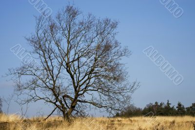 Empty tree in landscape