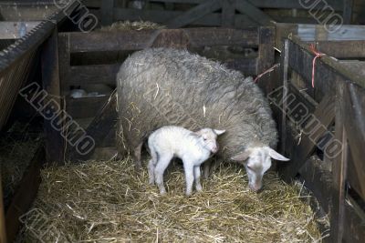 sheep with young lamb