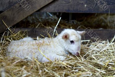 young lamb