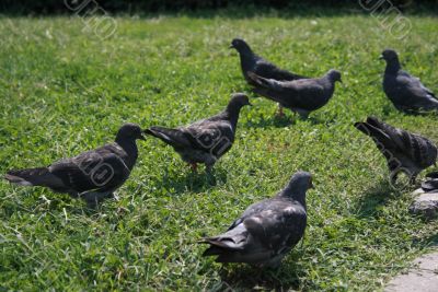 Doves in the park