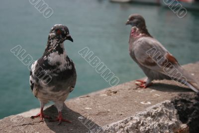 Doves and sea