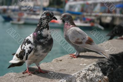 Doves and sea