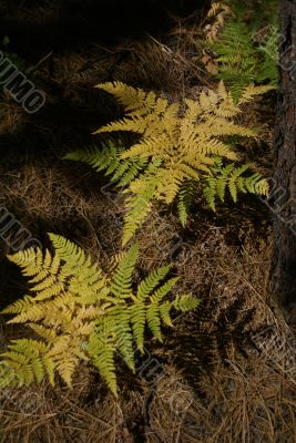 Multi-colored ferns
