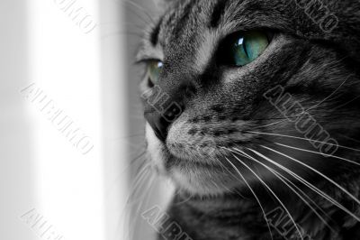 Green Eyes