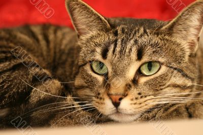 Green Eyed Cat