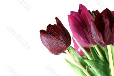 Purple Tulips