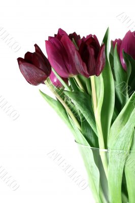 Purple Tulips