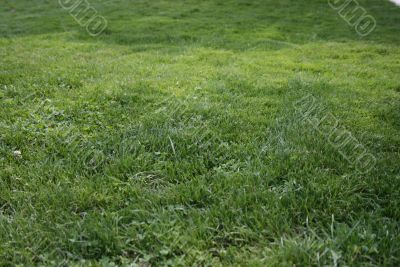 Green Grass