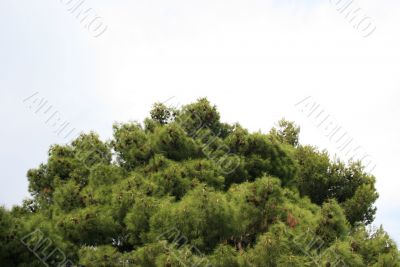 Tree splash