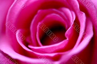 Soft Focus Rose