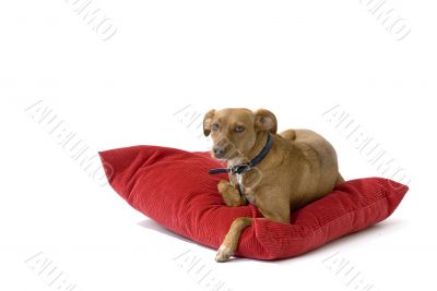 Brown dog