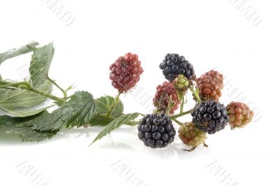 ripe and unripe blackberries